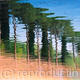 Roman Trees | £180 | | Photographic Print Roman Trees