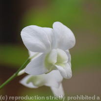 Orchid