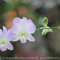 Orchid