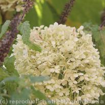 white Hortensia