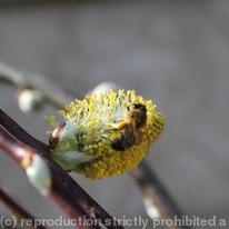 busy Bee
