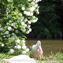 Swans