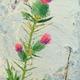 Spear Thistle | £35 | 20 x 38cm | Acrylic and mixed media on canvas (stretched canvas on a frame) Spear Thistle