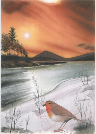 Robin in winter