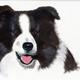 best friend | | 30 x 42cm | best friend