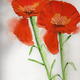 flowers 6 | | | watercolour flowers 6
