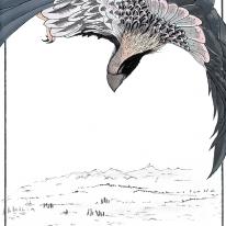 Hawk in Prey