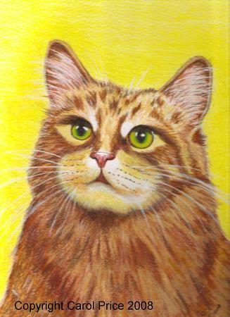 Red Tabby Maine Coon Cat