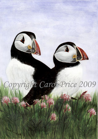Puffins In Sea Thrift