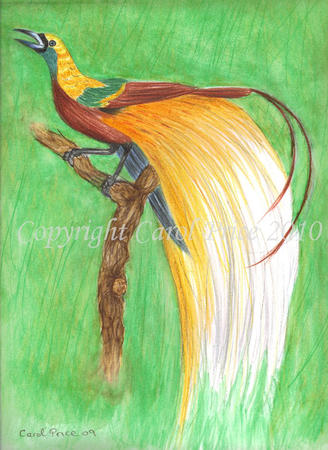 Bird of Paradise