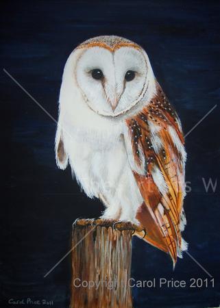 Young Barn Owl