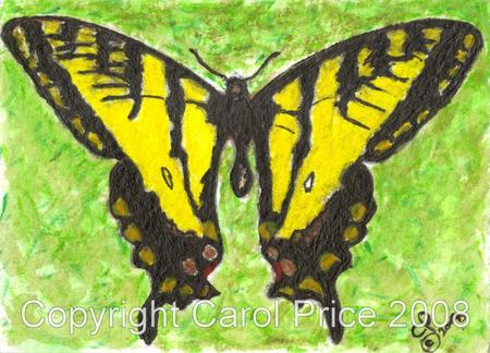 1 Western Tiger Swallowtail
