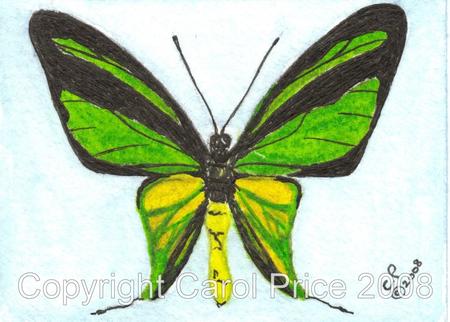 3 Birdwing Butterfly