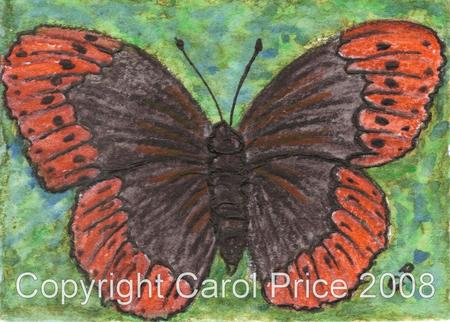 4 Diana Fritillary