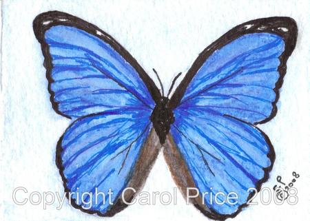 6 Morpho didius