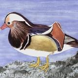 Mandarin Duck - Watercolour
