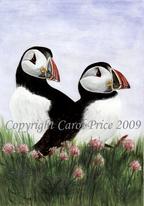 Puffins in Sea Thrift