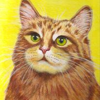Red Tabby Maine Coon Cat