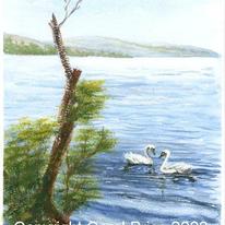 Swans on Loch Lomond