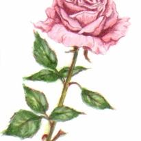 Pink Rose Painting
