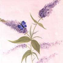 Butterfly and Buddleas