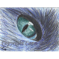 Cat Eye Closeup