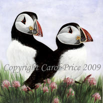 Puffins In Sea Thrift