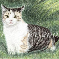 Cat In The Grass