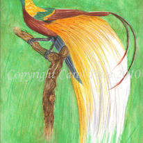 Bird of Paradise