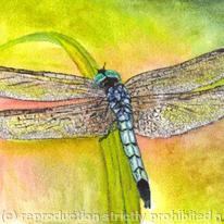 Blue Dasher Dragonfly