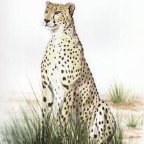 Cheetah