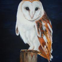 Young Barn Owl