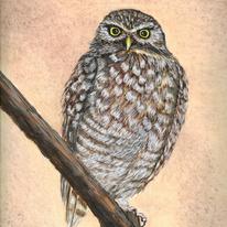 Burrowing Owl