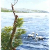 Swans on Loch Lomond