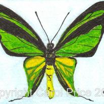 3 Birdwing Butterfly