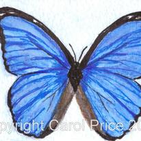 6 Morpho didius