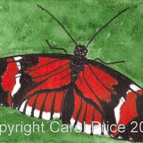 9 Postman Butterfly Heliconius Melpomene