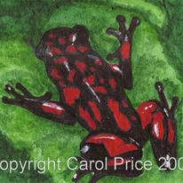 Poison Arrow Frog