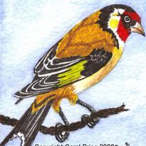 Goldfinch