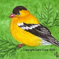 American Goldfinch