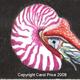 Nautilus