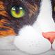 Tabby Cat Eyes
