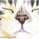 Original OSWOA Cat Nap…