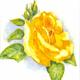 Original OSWOA Yellow…