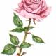 Pink Rose Painting