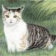 Cat In the Grass