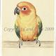 Sun Conure