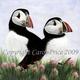 Puffins in Sea Thrift