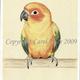 Sun Conure
