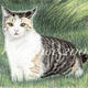Cat In The Grass